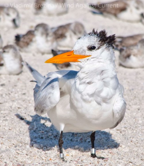 Royal tern DSC_0094 cropped small