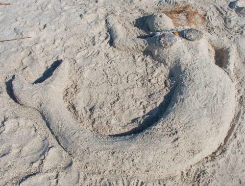 DSC_0203 cropped small