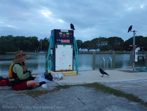 Expectant crows Expectant crows