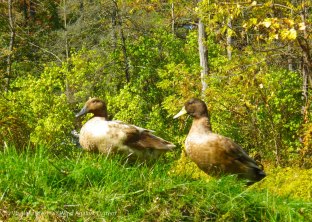 IMGP8517 cropped small