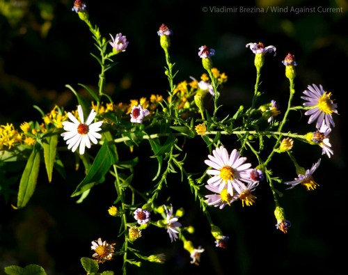 DSC_0039 cropped small 2