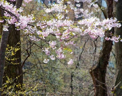 DSC_0194 cropped small 2