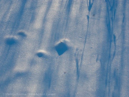 Blue shadows 3 Blue shadows 3