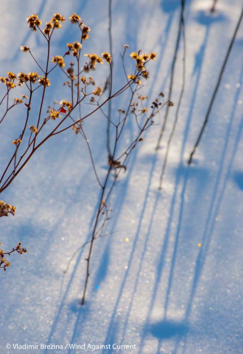 Blue shadows 1 Blue shadows 1