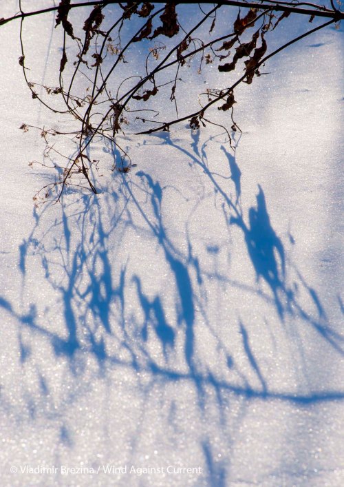 Blue shadows 2 Blue shadows 2