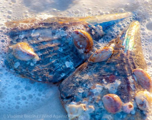 DSC_0686 cropped small 2