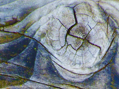 IMGP3316 cropped small 2