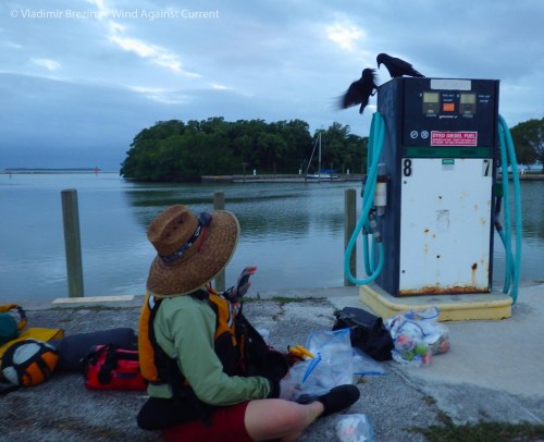 Fending off the crows