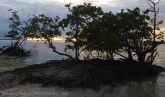 Last outpost of the mangroves
