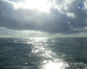 Sunlight plays on the water