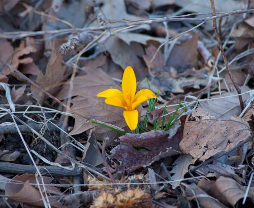 DSC_0177 cropped small