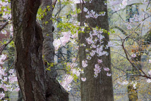 DSC_0191 cropped small