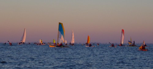 Colorful flotilla