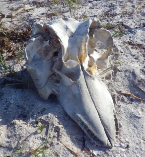 Whale skull