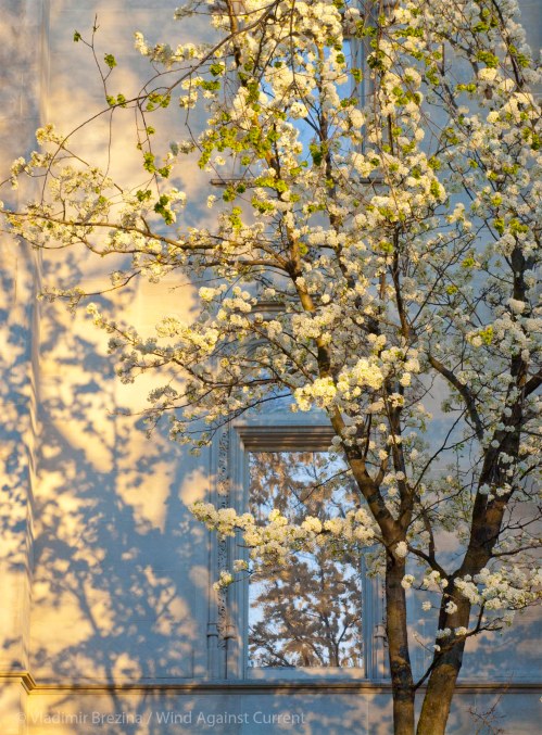 Shadows and reflections in Spring Shadows and reflections in Spring