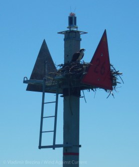 Osprey nest