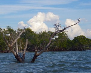Tern tree