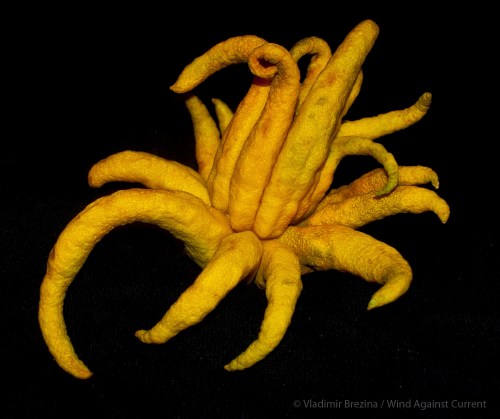 Buddha's Hand DSC_0012 cropped small