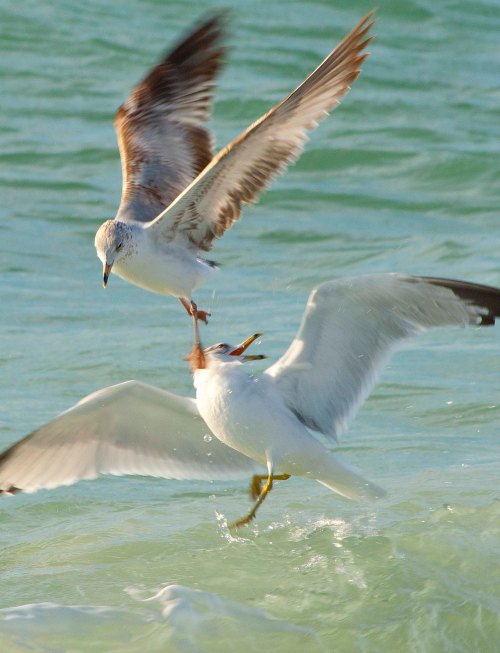 Gulls dsc_0499-cropped-small-2