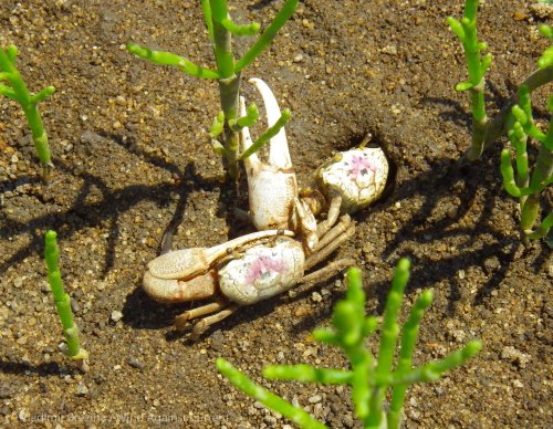 Two fiddler crabs Two fiddler crabs