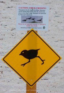 St. Pete Beach birds 18