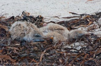 Nest St. Pete Beach birds 21