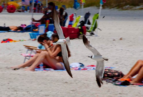 Chicks on the beach St. Pete Beach birds 24