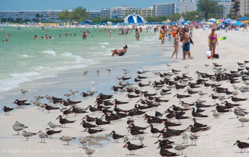 Black skimmers on St. Pete Beach Black skimmers on St. Pete Beach