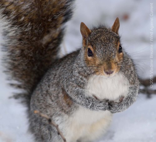 Begging squirrel Begging squirrel