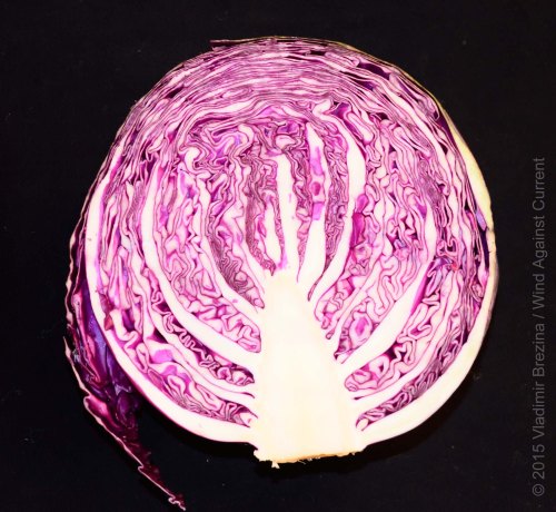 Intricate red cabbage 1