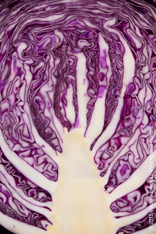 Intricate red cabbage 2