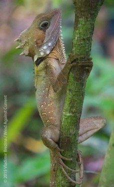 Rain forest inhabitant Rain forest inhabitant