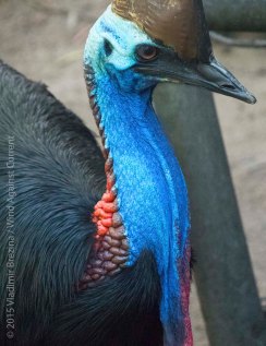 Cassowary Cassowary