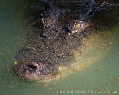 Saltwater crocodile Saltwater crocodile