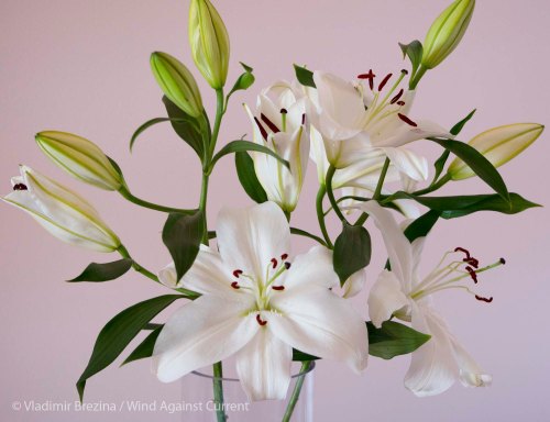 Lilies 1 Lilies 1