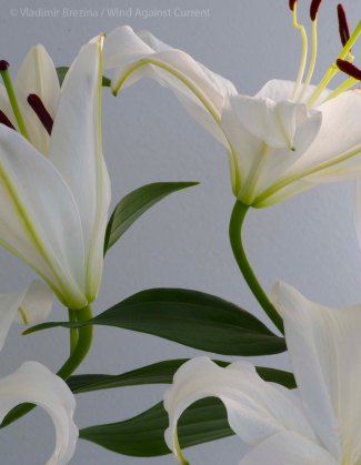 Lilies 4 Lilies 4
