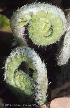 Other Sights of Spring 6 Other Sights of Spring 6