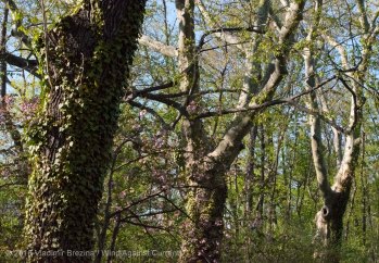 Other Sights of Spring 4 Other Sights of Spring 4