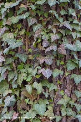 Other Sights of Spring 7 Other Sights of Spring 7