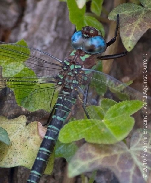 Other Sights of Spring 9 Other Sights of Spring 9