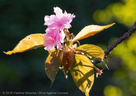 Other Sights of Spring 1 Other Sights of Spring 1