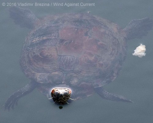 Other Sights of Spring 11 Other Sights of Spring 11