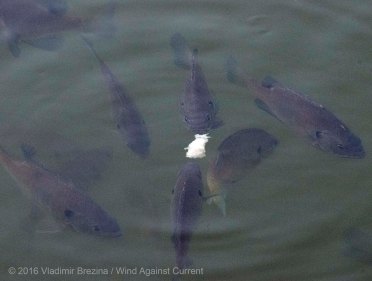 Other Sights of Spring 10 Other Sights of Spring 10