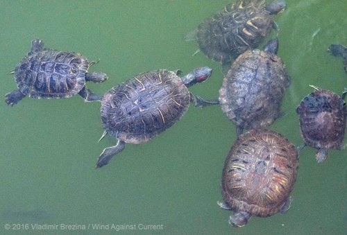 Other Sights of Spring 12 Other Sights of Spring 12