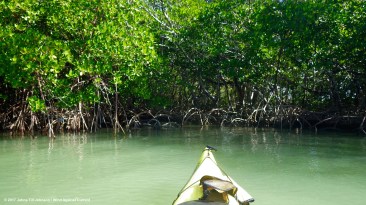 green-mangroves