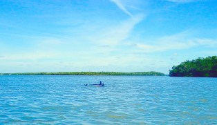 pair-of-dolphins-edited