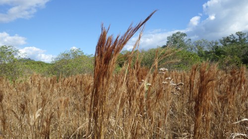 indian-mound-sea-grass