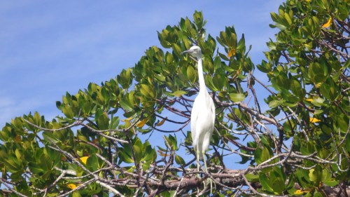 Egret in Tree