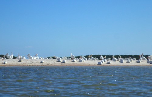 Indian Key White Pelicans
